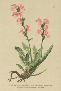 Miąższ różowego wszy (Pedicularis incarnata) autorstwa German School