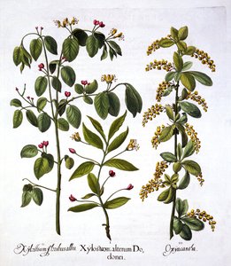 Mucha wiciokrzew i głóg, z Hortus Eystettensis, Basil Besler (1561-1629), wyd. 1613 (grawerowanie ręcznie kolorowane) autorstwa German School
