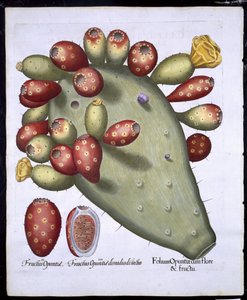 Folium Opuntia z Hortus Eystettensis Basila Beslera (1561-1629) wyd. 1613 (ręcznie kolorowane grawerowanie) autorstwa German School