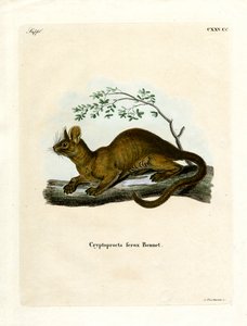 Fossa (kolorowy grawer) autorstwa German School
