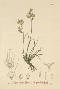 Kostrzewa czterolistna (Festuca pumila, Festuca quadriflora) autorstwa German School