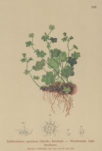 Krucha skalnica (Zahlbrucknera paradoxa, Saxifraga paradoxa) autorstwa German School