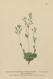 Mroźna trawa Whitlow (Draba Traunsteineri, Draba frigida) autorstwa German School