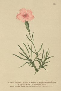 Róż z frędzlami (Dianthus monspessulanus, Dianthus alpestris, Dianthus alpicola) autorstwa German School
