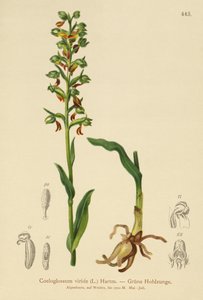 Żabi storczyk (Coeloglossum viride) autorstwa German School