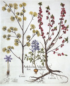 Fumewort, Daphne mezereum, Cornelian Cherry i Spring Crocus, z Hortus Eystettensis, Basil Besler (1561-1629), wyd. 1613 (grawerowanie ręcznie kolorowane) autorstwa German School