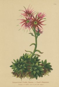 Kura i pisklęta Funks (Sempervivum Funkii) autorstwa German School