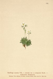 Ziarnopłon bruzdkowany (Saxifraga exarata, Saxifraga exarata var. compacta, Saxifraga exarata ssp. moschata) autorstwa German School