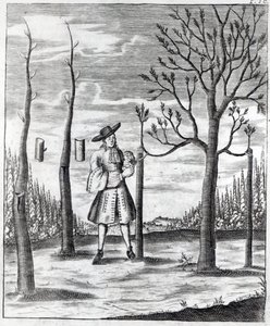 Choroby ogrodnicze i roślinne, ilustracja z „Neue Garten-lust” Heinricha Hesse, 1696 autorstwa German School