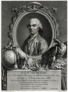 George Louis Leclerc hrabia Buffon autorstwa German School