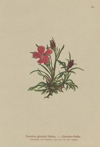 Różowy lodowiec (Dianthus glacialis) autorstwa German School