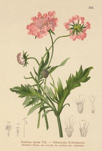 Świerzb błyszczący (Scabiosa lucida) autorstwa German School
