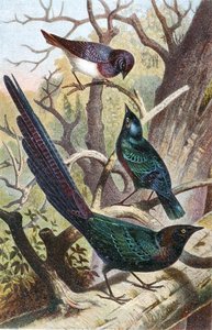 Błyszczące Szpaki, płyta z "Brehms Tierleben: Allgemeine Kunde des Tierreichs", t. 4, s. 392, opublikowane przez Bibliographisches Institut autorstwa German School