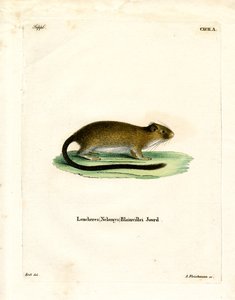 Golden Atlantic Tree Rat (kolorowy grawerunek) autorstwa German School
