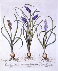 Hiacynty winogronowe, z Hortus Eystettensis, Basil Besler (1561-1629), wyd. 1613 (grawerowanie ręcznie kolorowane) autorstwa German School