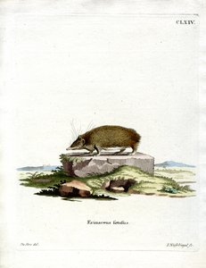 Jeż Wielki Tenrec (kolorowy grawerunek) autorstwa German School