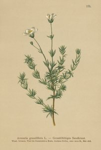 Sandwort wielkokwiatowy (Arenaria grandiflora) autorstwa German School