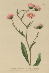 Grecki Fleabane (Erigeron Villarsii, Erigeron atticus) autorstwa German School