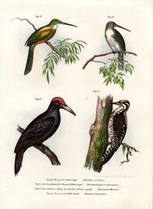 Jacamar zielonoogoniasty, 1864 autorstwa German School