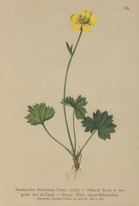 Jaskier Greniers (Ranunculus Breynius, Ranunculus Villarsii, Ranunculus grenierianus) autorstwa German School