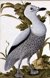 Grey Goose, ok. 1740 (akwarela na papierze) autorstwa German School