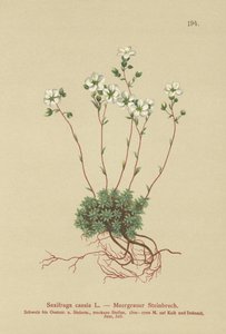Skalnica szara (Saxifraga caesia) autorstwa German School