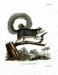 Grizzled Giant Squirrel (kolorowy grawerunek) autorstwa German School