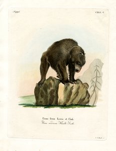 Niedźwiedź grizzly (kolorowy grawerunek) autorstwa German School