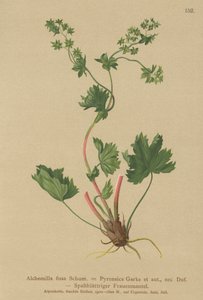 Bezwłosy płaszcz damski (Alchemilla fissa, Alchemilla Pyrenaica) autorstwa German School