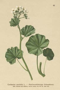 Owłosiona rzeżucha (Cardamine asarifolia) autorstwa German School