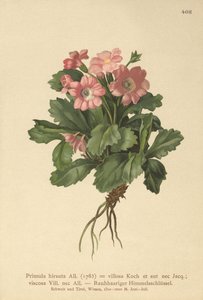 Pierwiosnek owłosiony (Primula hirsuta) autorstwa German School