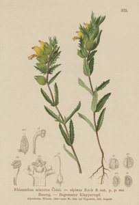 Owłosiona żółta grzechotka (Rhinanthus aristatus, Rhinanthus alpinus) autorstwa German School