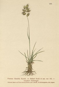 Kostrzewa Hallera (Festuca Gaudini, Festuca Hallerie) autorstwa German School