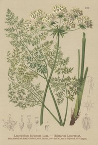Hallers Sermountain (Laserpitium hirsutum, Laserpitium haller, Laserpitium panax) autorstwa German School