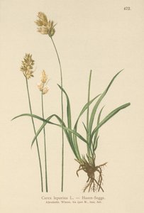 Zając Turzyca (Carex leporina, Carex ovalis) autorstwa German School
