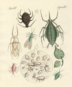 Szkodliwe owady