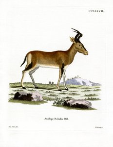 Hartebeest (kolorowy grawerunek) autorstwa German School
