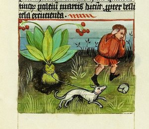 Zbieranie mandragory, Natura rzeczy - Rabanus Maurus, ok. 1425 (gwasz na welinę) autorstwa German School