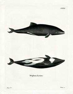 Delfin Haviside (kolorowy grawerunek) autorstwa German School