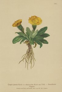 Jastrzębia broda (Crepis jubata, Crepis rhaetica) autorstwa German School