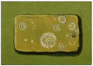 Zdrowy poziom bakterii w wodzie pitnej, ok. 1890 r. (chromolitografia kolorowa) autorstwa German School