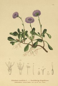 Stokrotka okrągłolistna (Globularia cordifolia) autorstwa German School