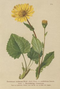 Leszczyna sercowata (Doronicum cordatum, Doronicum cordifolium, Aronicum cordatum) autorstwa German School
