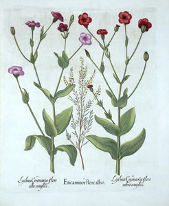 Heather and Two Kinds of Lychnis, z Hortus Eystettensis, Basil Besler (1561-1629), wyd. 1613 (grawerowanie ręcznie kolorowane) autorstwa German School