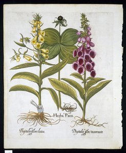Herb Paris (Solanum quadrifolium), naparstnica pospolita (Digitalis Purpurea) Duża żółta naparstnica z Hortus Eystettensis autorstwa Basila Beslera (1561-1629) pub 1613 (ręcznie barwiony grawerunek) autorstwa German School