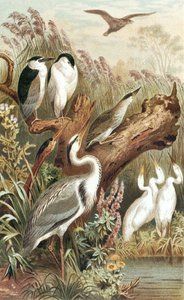 Heron, płyta z "Brehms Tierleben: Allgemeine Kunde des Tierreichs", t.6, s.483, opublikowane przez Bibliographisches Institut. autorstwa German School