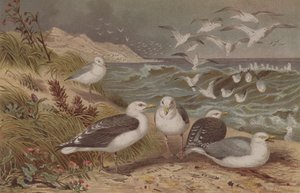 Mewa srebrzysta i mewa śmieszka, tabliczka z Brehms Tierleben: Allgemeine Kunde des Tierreichs, t. 6, s. 108, wyd. Instytut Bibliograficzny, 1892 autorstwa German School