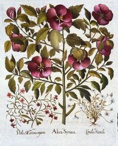 Hibiscus syriacus, śmierdzący rumianek iz Hortus Eystettensis, autorstwa Basila Beslera (1561-1629) wyd. 1613 autorstwa German School