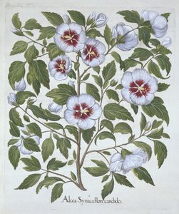 Hibiscus syriacus, z Hortus Eystettensis, Basil Besler (1561-1629), wyd. 1613 (grawerowanie ręcznie kolorowane) autorstwa German School