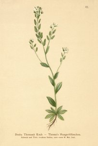 Trawa zielona (Draba Thomasii) autorstwa German School